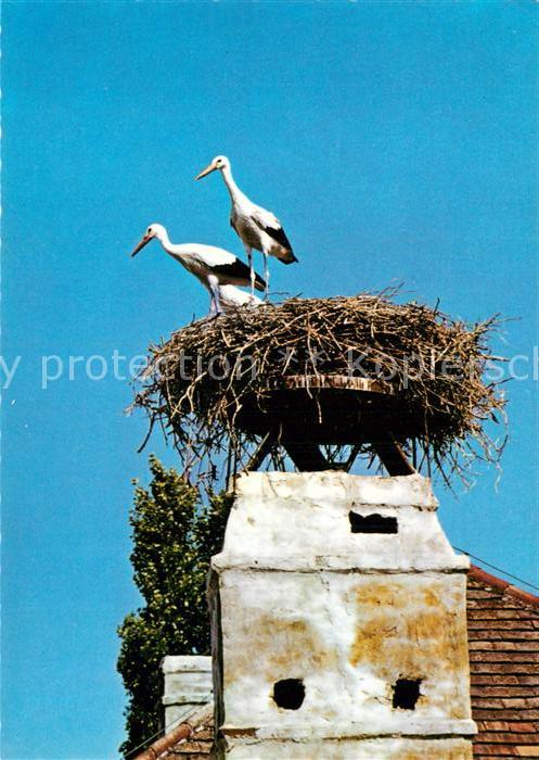Storch Störche Burgenland