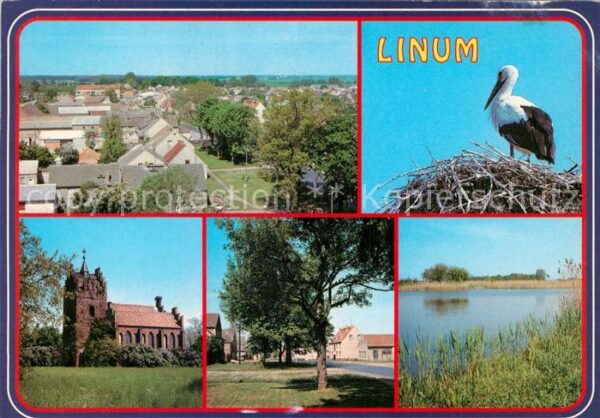Storch Linum