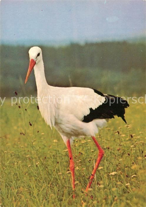Storch Weissstorch