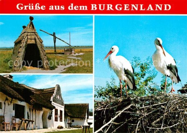 Storch Burgenland Pussta Schilfhütte Ziehbrunn