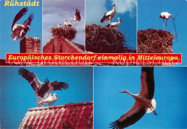 Storch Rühstädt