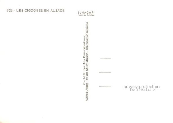 Storch Cigognes Alsace – Bild 2