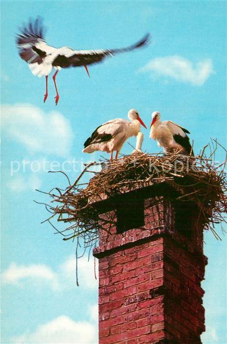 Storch Weissstorch