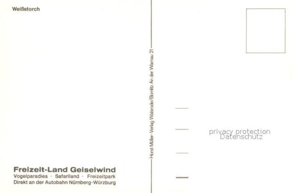 Storch Weissstorch – Bild 2
