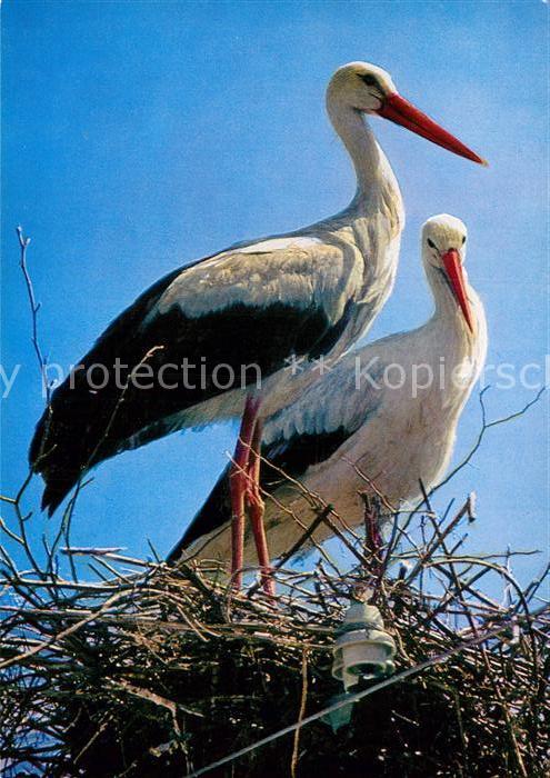 Storch Störche Cicognes Storks