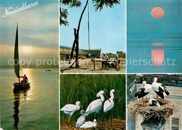 Storch Neusiedlersee Burgenland