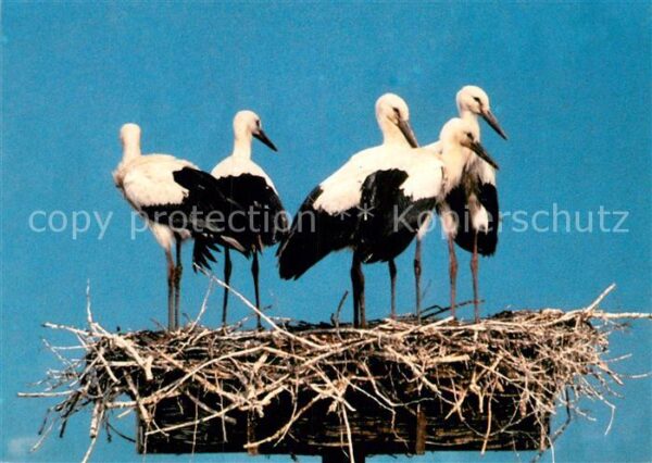 Storch Hohenberg Eger Naturpark Fichtelgebirge