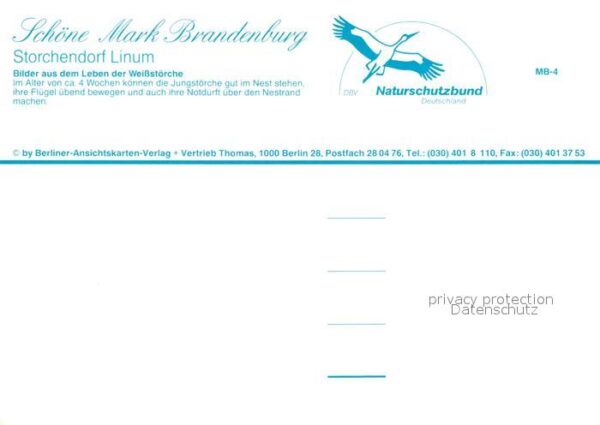 Storch Linum Weissstörche – Bild 2