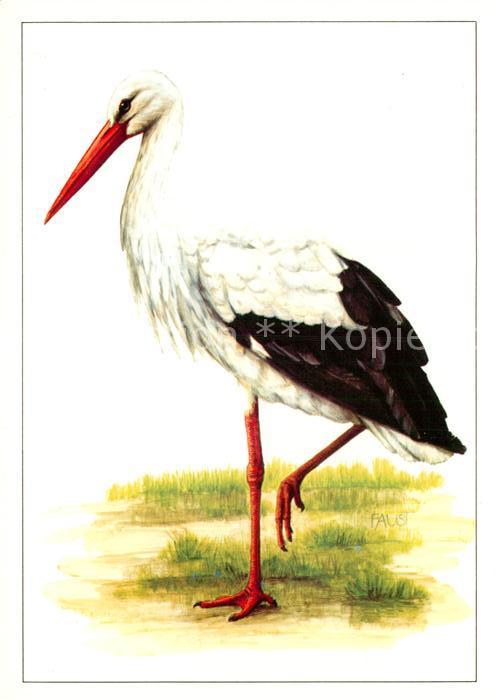 Storch Weissstorch