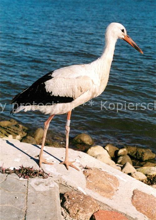 Storch Kursiu Nerija Juodkrante