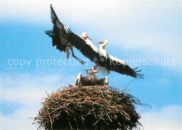 Storch Streit Nest Münchentor