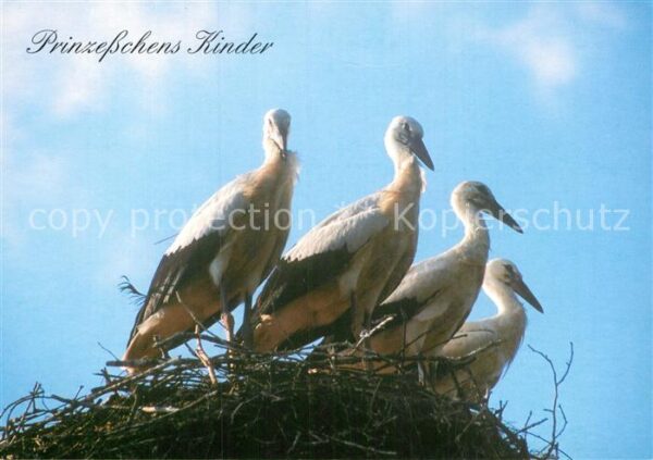 Storch Nest Münchentor Loburg