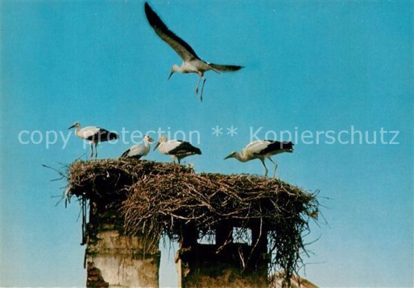 Storch Neusiedlersee Storchennest Burgenland