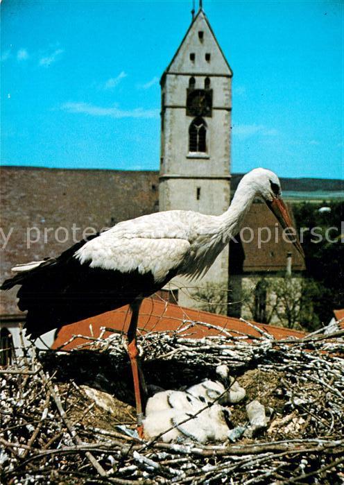 Storch Riedlingen Storchennest