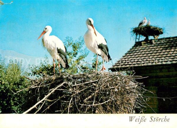 Storch Weisse Störche