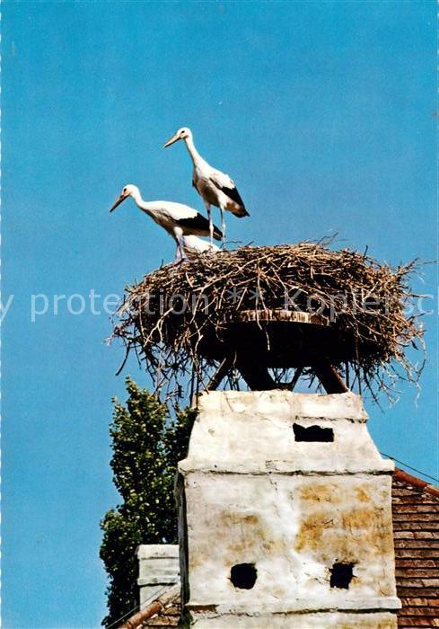 Storch Storchennest Burgenland