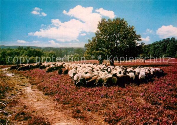 Schafe Heidschnucken Lüneburger Heide
