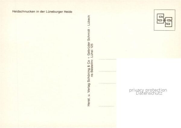 Schafe Heidschnucken Lüneburger Heide – Bild 2