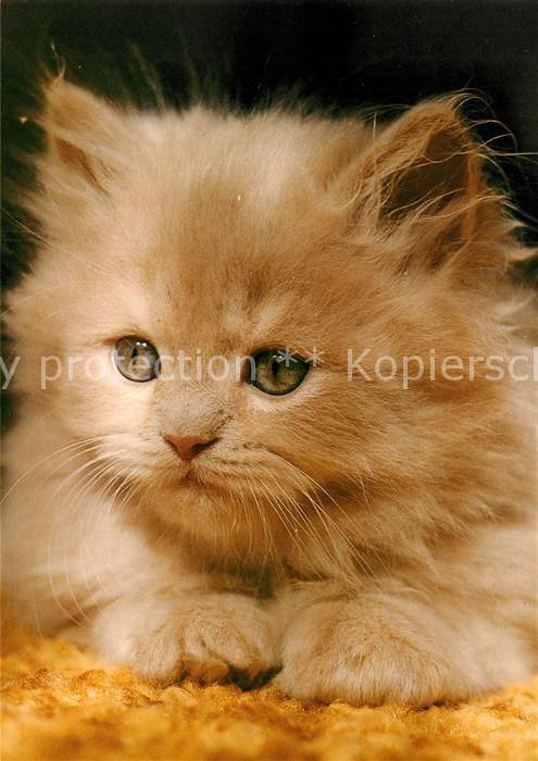 Katzen Perser-Cameo