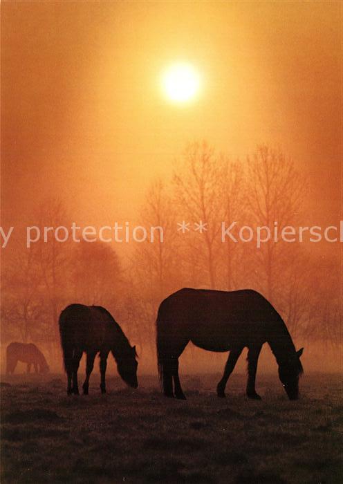 Pferde Dülmener Wildpferde