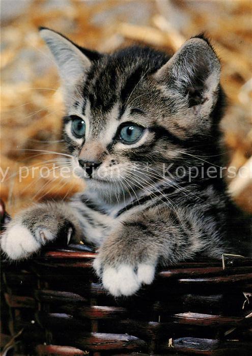Katzen Hauskatze
