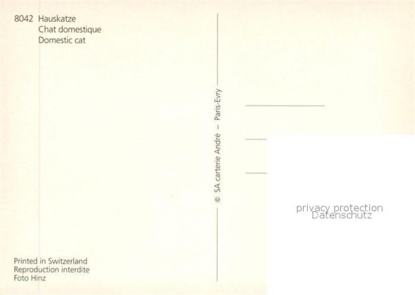 Katzen Hauskatze – Bild 2