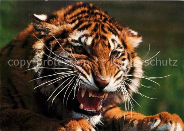 Tiger Tiere Königstiger