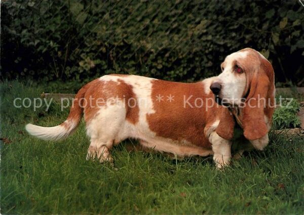Hunde Basset