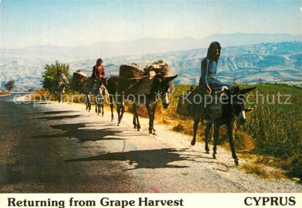 Esel Tiere Grape Harvest Cyprus Weinernte