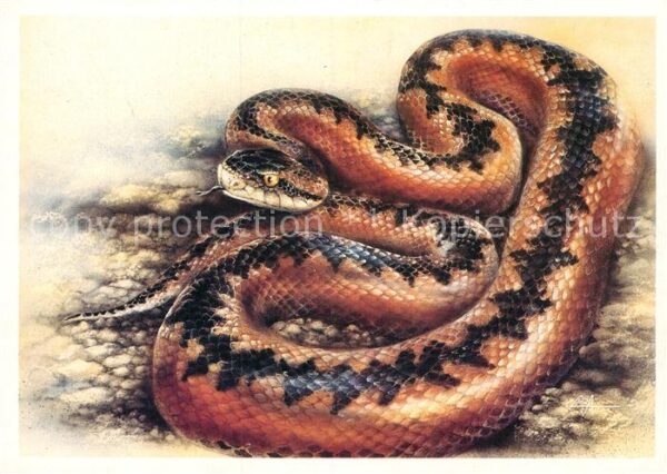 Schlangen Tiere Vipera dinniki Westliche Kaukasusotter