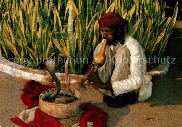 Schlangen Tiere Snake Charmer Ceylon