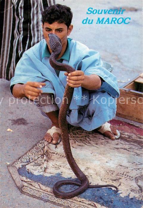 Schlangen Tiere Schlangenbeschwörer Cobra Maroc