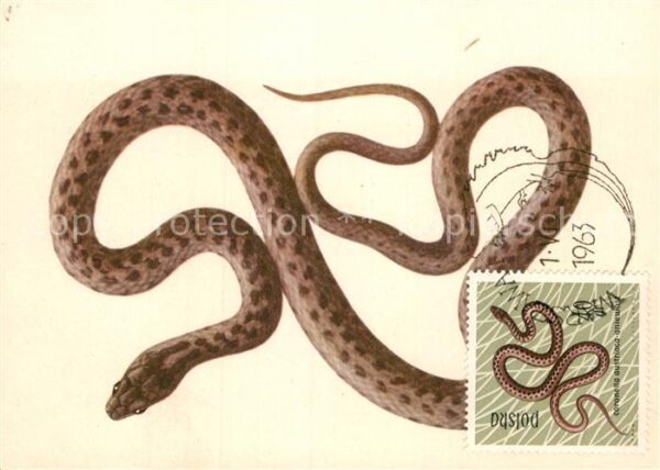 Schlangen Tiere Gniewosz Coronella austriaca Schlingnat