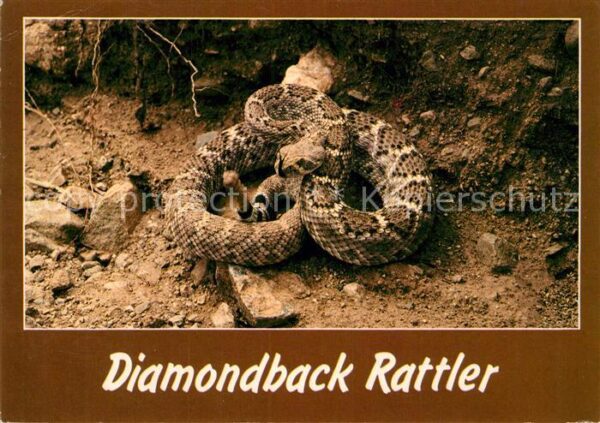 Schlangen Tiere Western Diamondback Rattlesnake