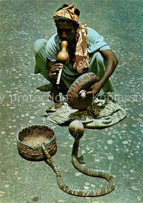 Schlangen Tiere Snake Charmer Sri Lanka