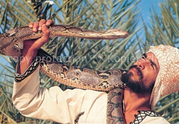 Schlangen Tiere Tozeur Boubaker Python