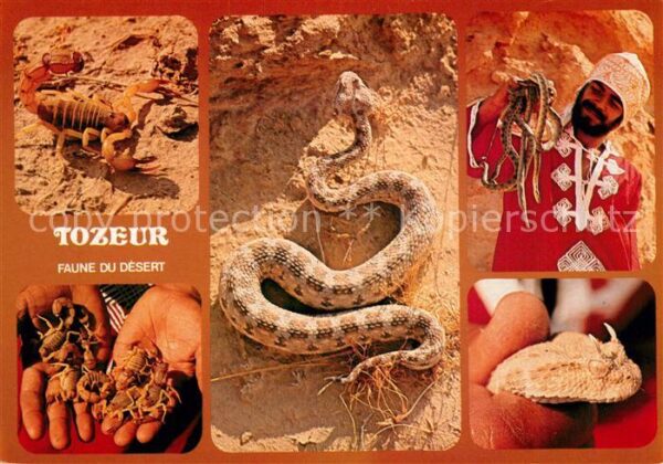 Schlangen Tiere Tozeur Faune du Desert