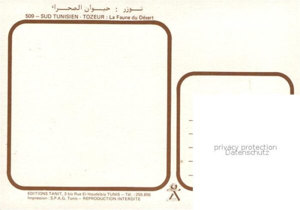 Schlangen Tiere Tozeur Faune du Desert – Bild 2