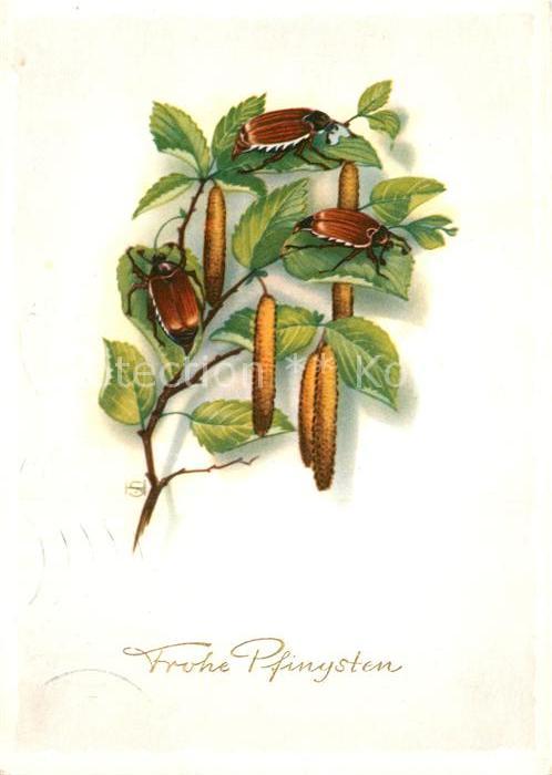 Maikaefer Cockchafer Hanneton Pfingsten