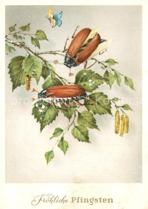 Maikaefer Cockchafer Hanneton Schmetterling Pfingsten