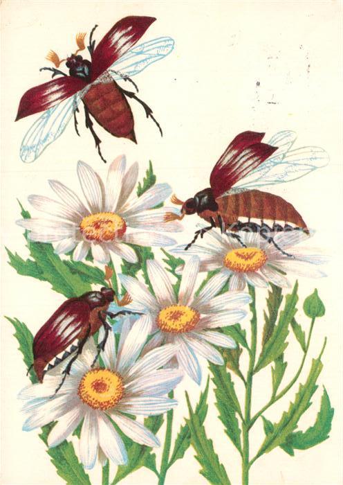 Maikaefer Cockchafer Hanneton Margeriten Pfingsten