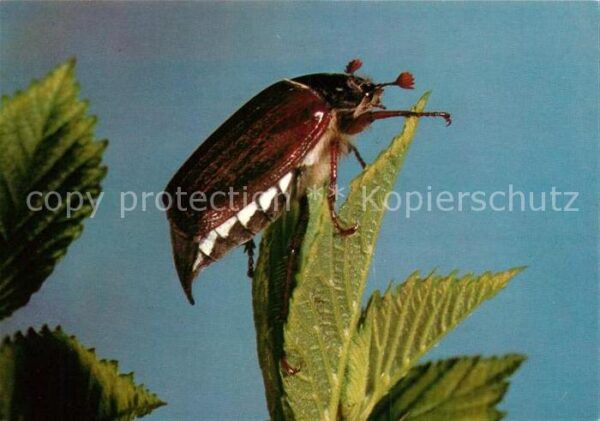 Maikaefer Cockchafer Hanneton