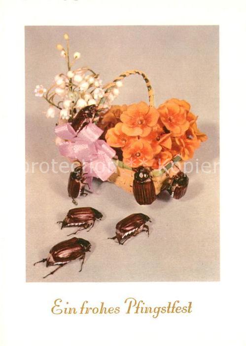 Maikaefer Cockchafer Hanneton Pfingsten