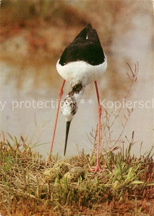 Voegel Stelzenläufer