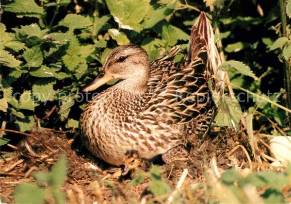 Enten Mittelente mit Küken