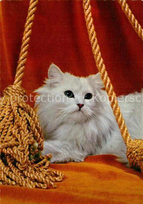 Katzen