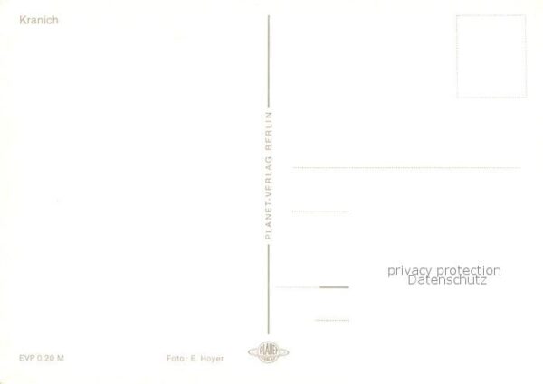 Voegel Kranich – Bild 2