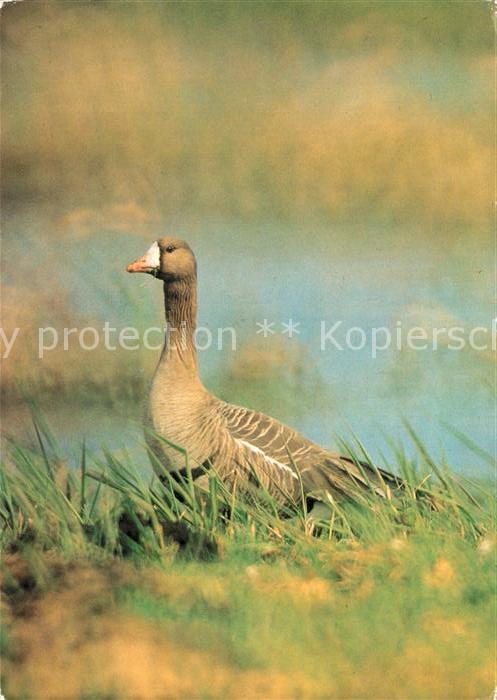 Voegel Blessgans
