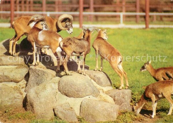Tiere Muffelwild Hirschfeld Tierpark