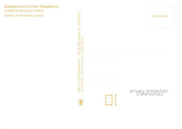 Affen Lisztäffchen Zoo Magdeburg – Bild 2